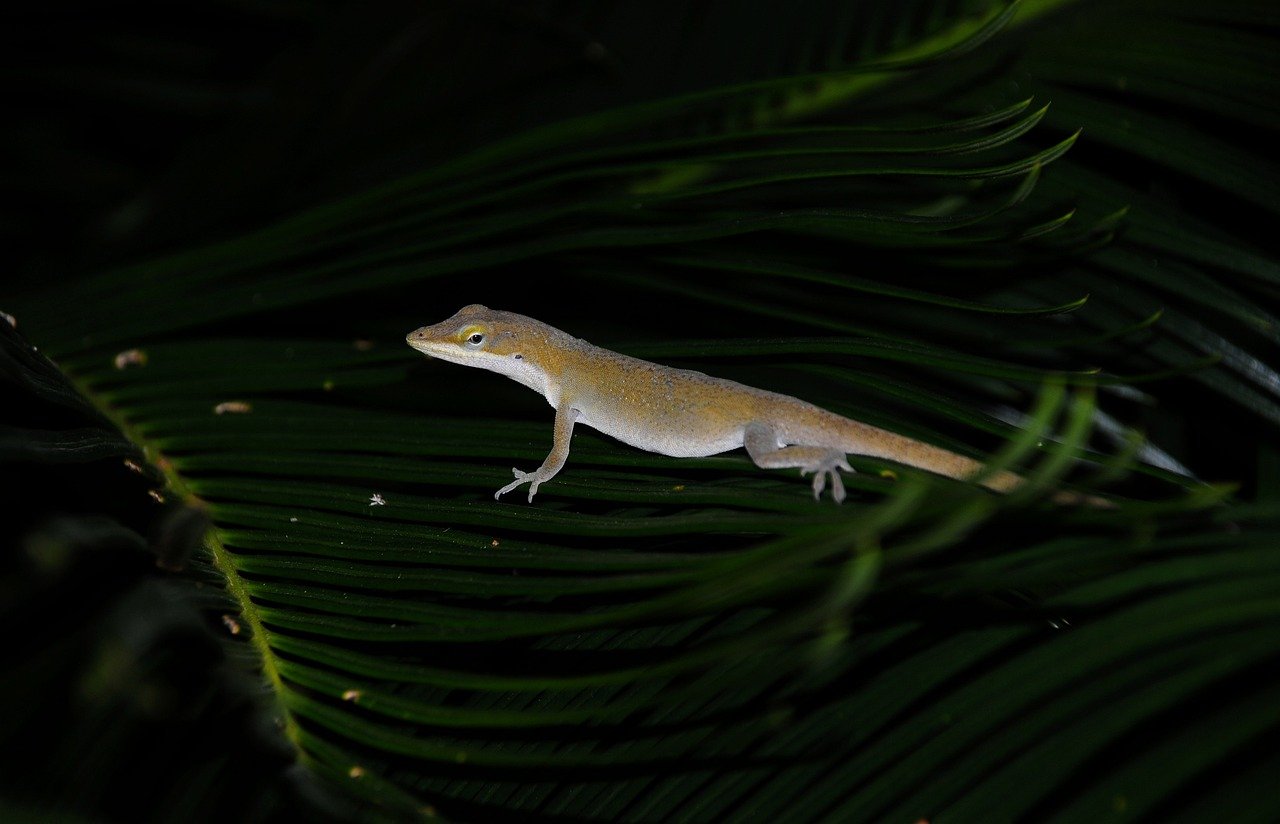 Infographic: Choosing surgery. Patients guide—informed decisions, pros/cons, recovery.